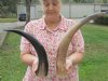 Wholesale Polished Water Buffalo Horns from India 15-1/2 inches to 20 inches around the curve - Packed: 10 pcs @ $10.00 each  