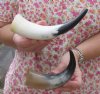 Wholesale Polished Water Buffalo Horns 6 inches to 8 inches around the curve - Packed: 40 pcs @ $2.25 each  
