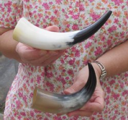 Wholesale Polished Cattle/Cow Horns 6 inches to 8 inches -  40 pcs @ $2.25 each  