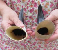 Polished Cattle/Cow Horns 6 to 8 inch (40 pc) 