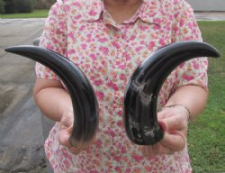 Wholesale Polished Cattle and Cow Horns 8 inches to 12 inches - 20 pcs @ $4.40 each  