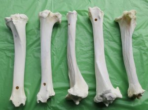 40 Mink leg bones femur small animal skeleton craft fossil dig Bone Jewelry