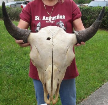 Buffalo and Bison Skulls