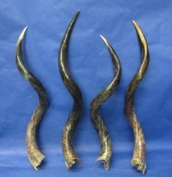 Wholesale Half-Polished Kudu horns from 30 to 34 inches - 5 pcs @ $64.00 each  