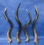 Wholesale Polished Kudu Horns from 20 to 24 inches $38.00 each; Packed: 5 pcs @ $34.00 each (We will select horns similar to those shown in the photos)
