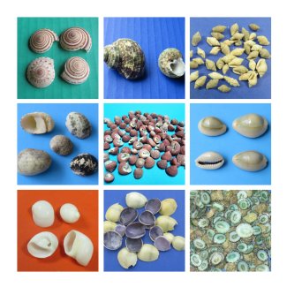 Bulk Tiny Shells for Crafts Under 1 inch