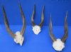 Wholesale Commercial Grade African Bushbuck Horns and Skull Plate, Tragelaphus scriptus  (with natural imperfections) $40.00 each; Pack of 3 @ $36.00 each 