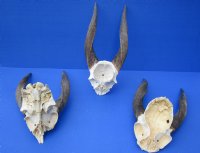 Wholesale African Bushbuck Skull Plate with Horns -  $40.00 each