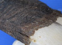 Wholesale African Bushbuck Skull Plate with Horns -  $40.00 each