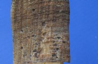 Wholesale African Bushbuck Skull Plate with Horns -  $40.00 each