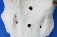 Wholesale African Bushbuck Skull Plate with Horns -  $40.00 each