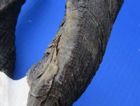 Wholesale African Bushbuck Skull Plate with Horns -  $40.00 each