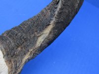 Wholesale African Bushbuck Skull Plate with Horns -  $40.00 each