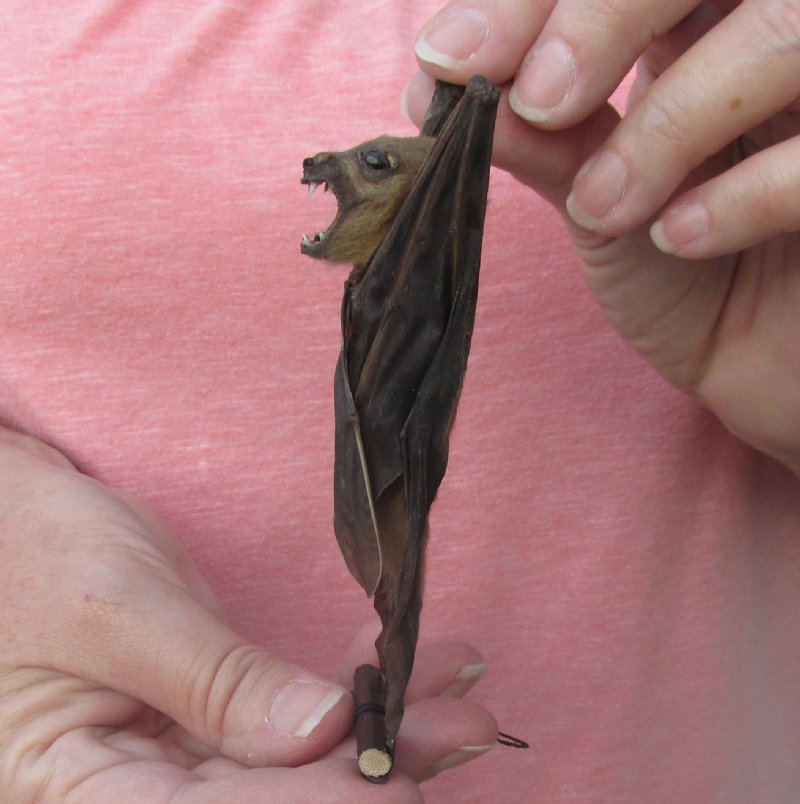 Wholesale Mummified hanging Minute fruit bat (Cynopterus minutus