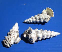 Wholesale Cerithium Nodulosum Shells 2-1/4 to 3-1/2 inches - 1 kilo @ $2.00 a kilo (Min: 2 kilos)