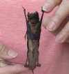 Wholesale Mummified hanging Wrinkle-lipped free-tailed bat (chaerephon plicatus) measuring 3-3/4 inches up to 4-1/4 inches - You will receive one similar to the one pictured for $16 each