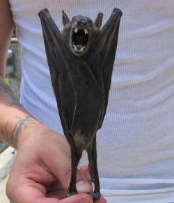 Wholesale Preserved Hanging Greater Short-Nosed Fruit Bat - $36.00 each; 4 or more @ $32.00 each