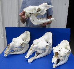 Case of Camel skulls with mandible, commercial B-Grade 13" to 18" long - 4 pcs @ $180.00 each (Adult Signature Required)