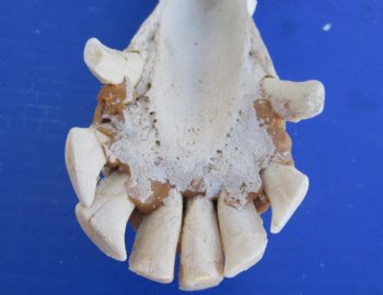 Camel skull with lower jaw, commercial B-Grade 13" to 18" long - $145.00 each; 4 or more @ $135.00 each