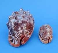 4 inches Wholesale Cameo Shells, Bullmouth Helmet Shells - 2 pcs @ $4.25 each; 12 pcs @ $3.83 each