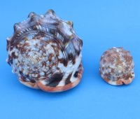 4 inches Wholesale Cameo Shells, Bullmouth Helmet Shells - 2 pcs @ $4.25 each; 12 pcs @ $3.83 each