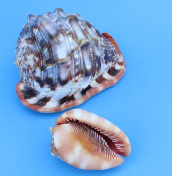 4 inches Wholesale Cameo Shells, Bullmouth Helmet Shells - 2 pcs @ $4.25 each; 12 pcs @ $3.83 each