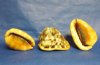 Wholesale Cameo Shells, Bullmouth Helmet Shells 3 to 4 inches - Packed: 48 pcs @ $2.70 each