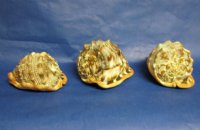 Wholesale Cameo Shells, Bullmouth Helmet Shells 3 to 4 inches - 48 pcs @ $2.70 each