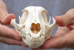 Caracal, Wild Cat Skulls 