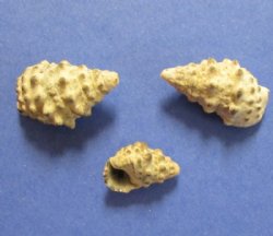 Wholesale Cerithium Sand Snail, natural shells  5/8 to 1-1/4 inch -Minimum: 2 kilos @ $1.75/kilo 