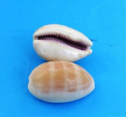 Carnelian cowrie shells wholesale  - Assorted sizes 1" to 2-3/4" - 100 pcs @ .05 each; 1000 pcs @ .04 each; 1-1/2" to 2" - 60 pcs @ .09 each