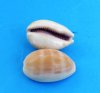 Carnelian cowrie shells wholesale, lyncina carneola  - Assorted sizes 1" to 2-3/4" - Pack of 100 @ .05 each; 1000 @ .04 each; 1-1/2" to 2" Pack of 60 @ .09 each