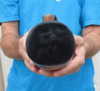 Wholesale Buffalo horn mug with full rustic look, 6 inches tall - <font color=red>*Closeout Sale* </font>$19.00 each; 8 pcs @ $17.00 each