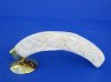 Wholesale Polished Carved "African Big Five Design" Warthog Tusks (Phacochoerus aethiopicus) attached to a free standing brass stand 9 to 11 inches - $84.00 (You will receive one similar to the photos).
