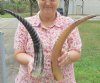 Wholesale Carved Spiral Polished Buffalo Horns - 15 inches to 18 inches around curve -(you will receive horns similar to those pictured - no 2 will be identical) - Packed: 2 pcs @ $13.00 each; Packed: 10 pcs @ $11.50 each