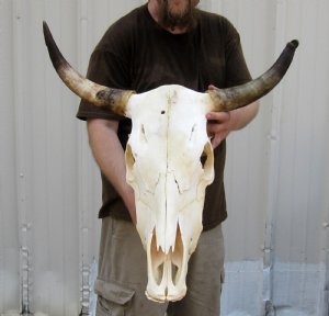 Cattle Skull with Horns