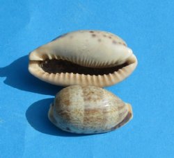 1 to 2 inches Thick-edged cowry shells wholesale, Erronea caurica - 100 pcs @ .05 each; 1000 pcs @ $.04 each