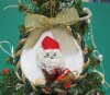 Wholesale Sun Shell w/Green & Gold Rope Border & Small Santa/Gold Bow ornament - Packed: 10 pcs @ $1.60 each; Packed: 30 pcs 1.40 each