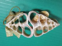 Wholesale Center Cut Trochus ornament - 4 inches long - 10 pcs @ $1.60 each; 30 pcs @ $1.40 each