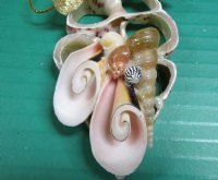 Wholesale Center Cut Trochus ornament - 4 inches long - 10 pcs @ $1.60 each; 30 pcs @ $1.40 each