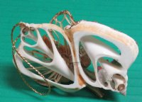 Wholesale Straw Angel on Center Cut shells ornament - 3 inches long - 10 pcs @ $1.60 each; 30 pcs @ $1.40 each