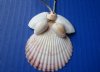 Wholesale Shell Angel Ornaments made with assorted colors of pecten nobilis shells 3" tall - Packed: 10 pcs @ $.95 each; Packed: 50 pcs @ $.80 each