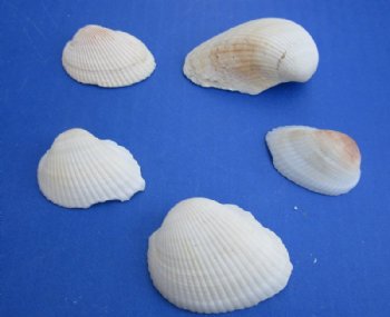Wholesale Cardium Edule Ribbed Cockle shells 1" to 2-1/2" - 1 kilo bag (Min: 2) @ $2.00/kilo: 10 kilos @ $1.70/kilo