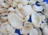 Wholesale Cardium Edule Ribbed Cockle shells 1" to 2-1/2" - 1 kilo bag (Min: 2) @ $2.00/kilo: 10 kilos @ $1.70/kilo
