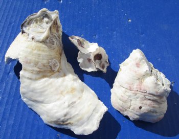 Wholesale Oyster shells for seashell crafts (clusters and loose) 2" to 7" - Case of 18 kilos @ $3.15/kilo