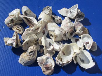 Wholesale Oyster shells for seashell crafts (clusters and loose) 2" to 7" - $3.50/kilo (Min: 2 kilos)