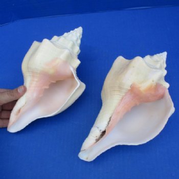 Chank Shells Hand Picked