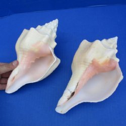 Chank Shells Hand Picked