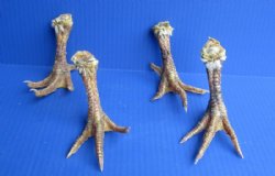 Wholesale North American Chicken feet/leg, cured,  5 to 6 inches  - 3 pcs @ $4.25 each; 15 pcs @ $3.75 each