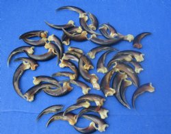 Real North American Porcupine Claws  - 10 pcs @ $.95 each; 25 pcs @ $.85 each